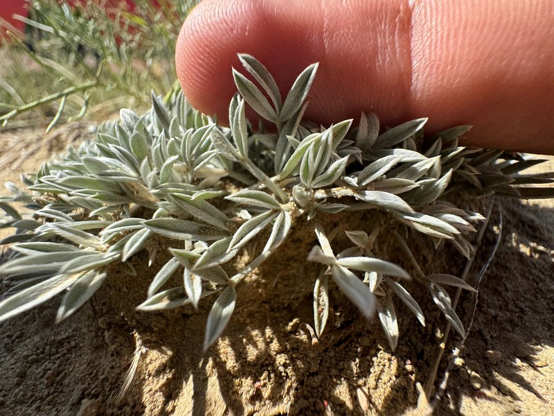 Barr's Milkvetch photo 5