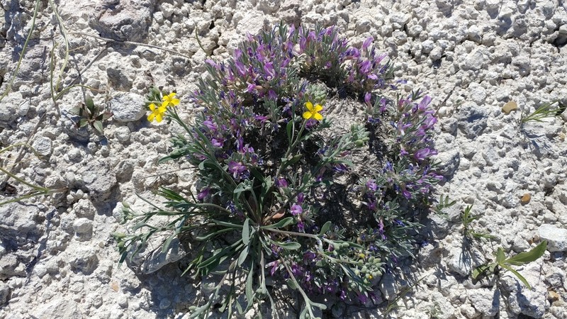 Barr's Milkvetch photo 6