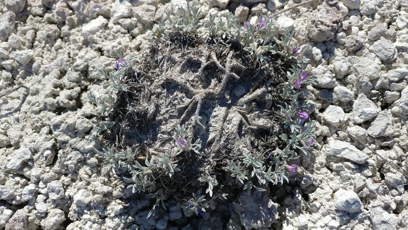 Barr's Milkvetch photo 7