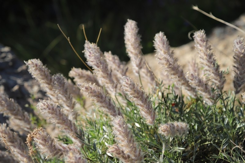 Astragalus bashmaghensis
