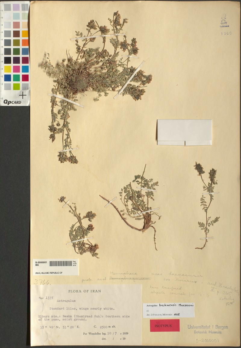 Astragalus bashmensis