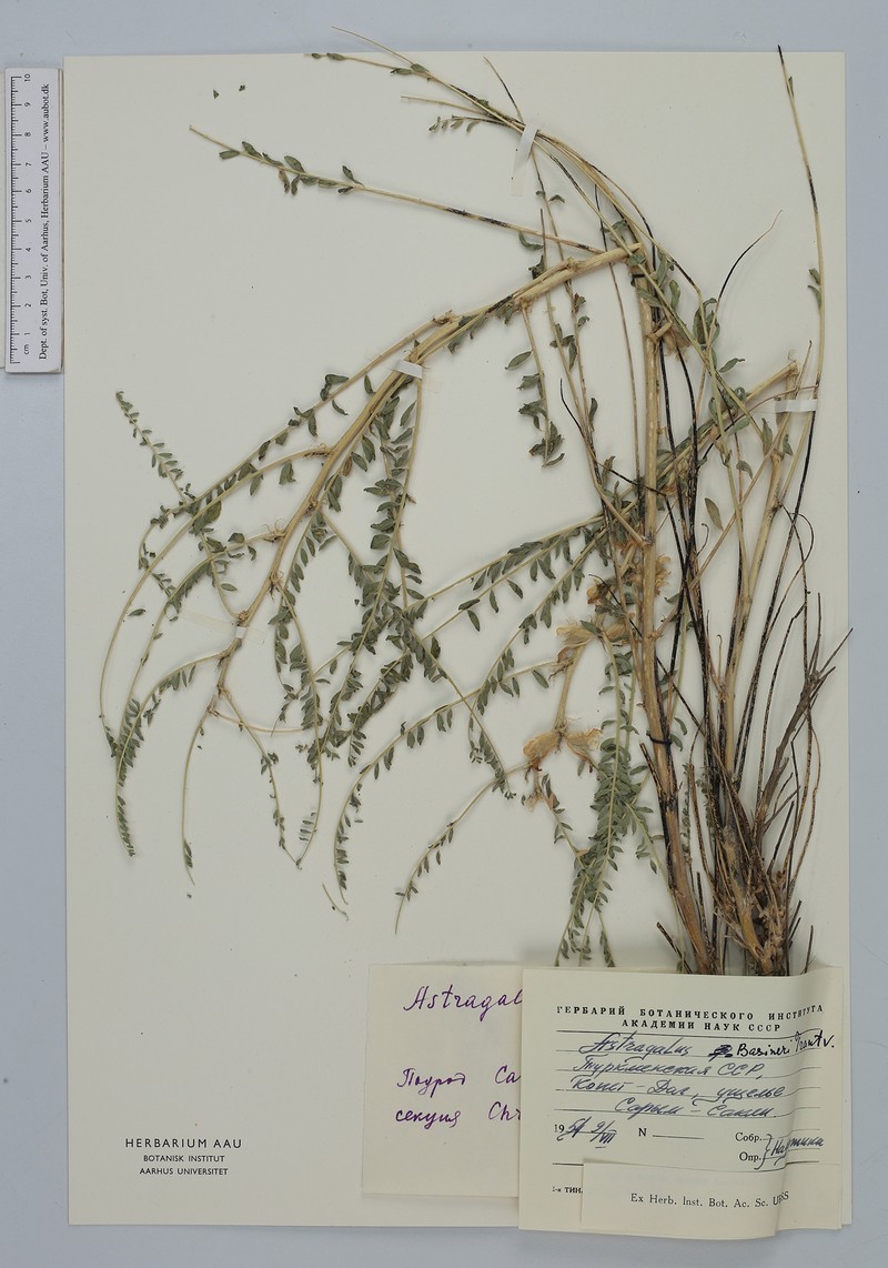 Astragalus basineri
