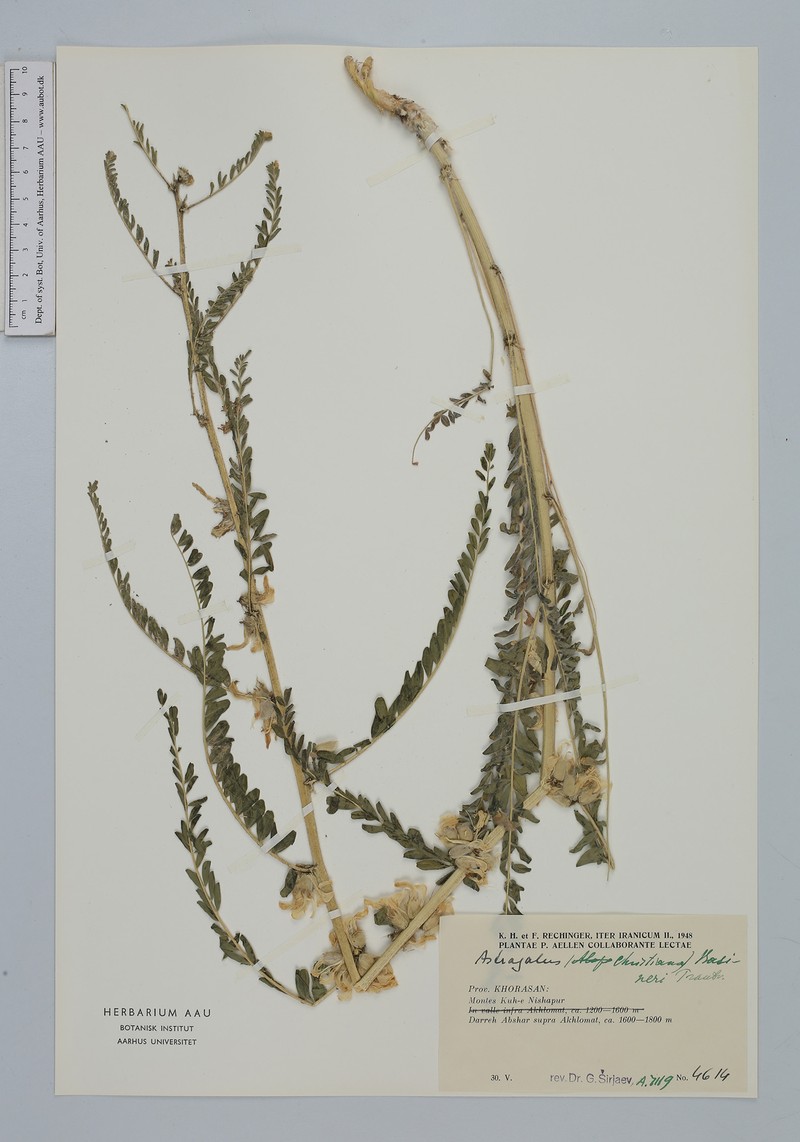 Astragalus basineri photo 2