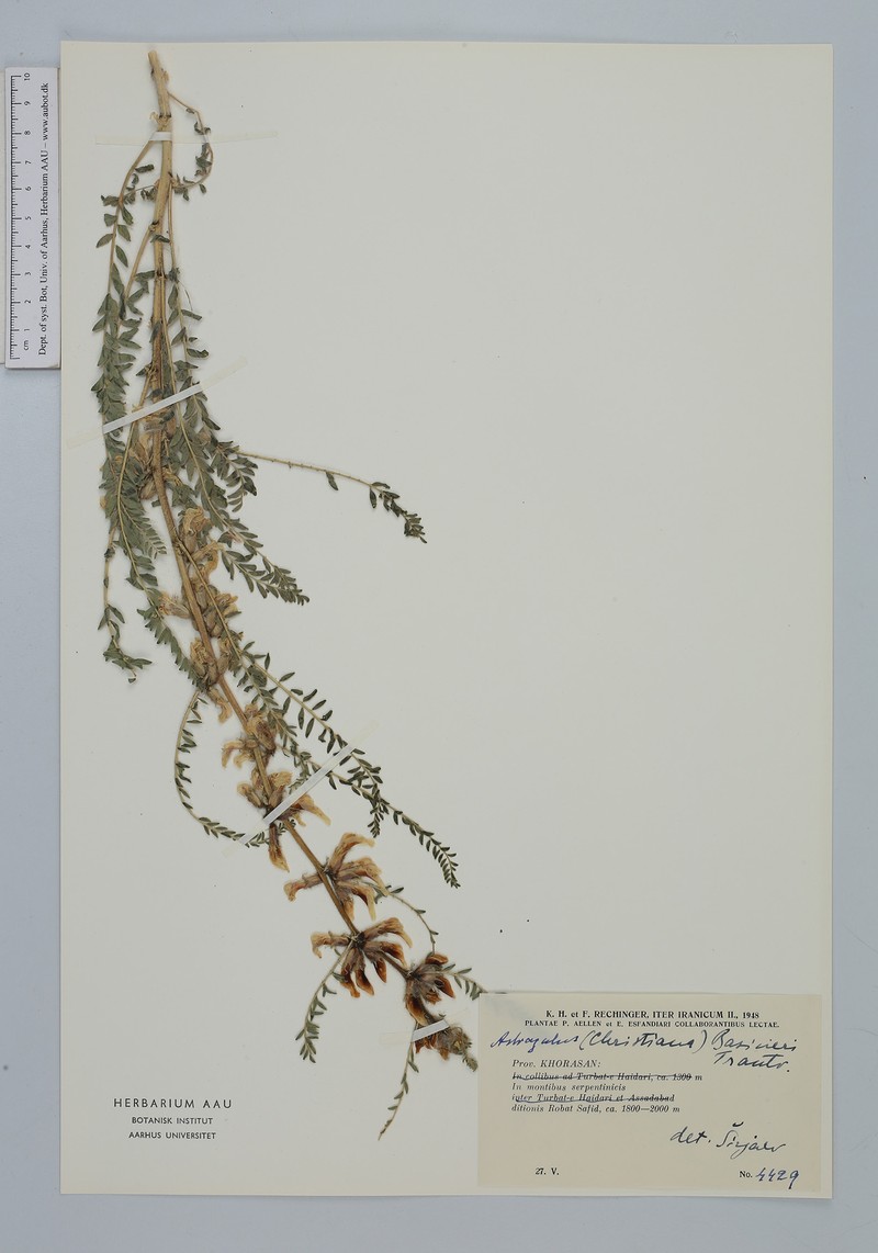 Astragalus basineri photo 3