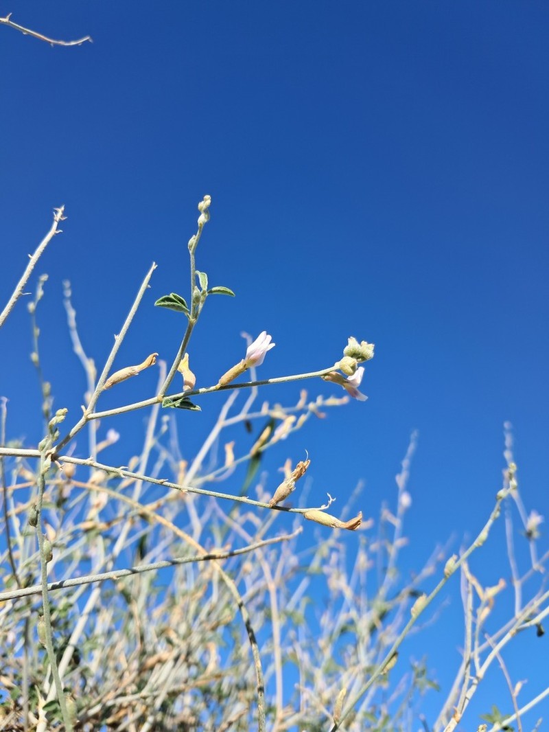 Astragalus bazarganii