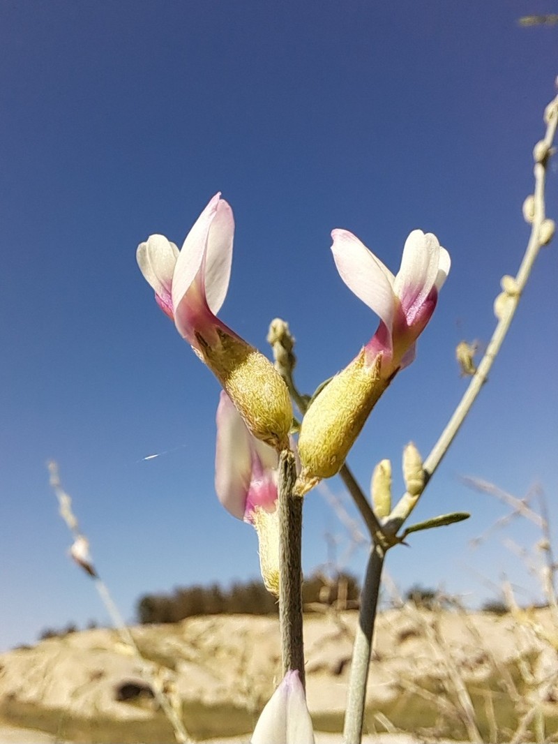Astragalus bazarganii photo 2