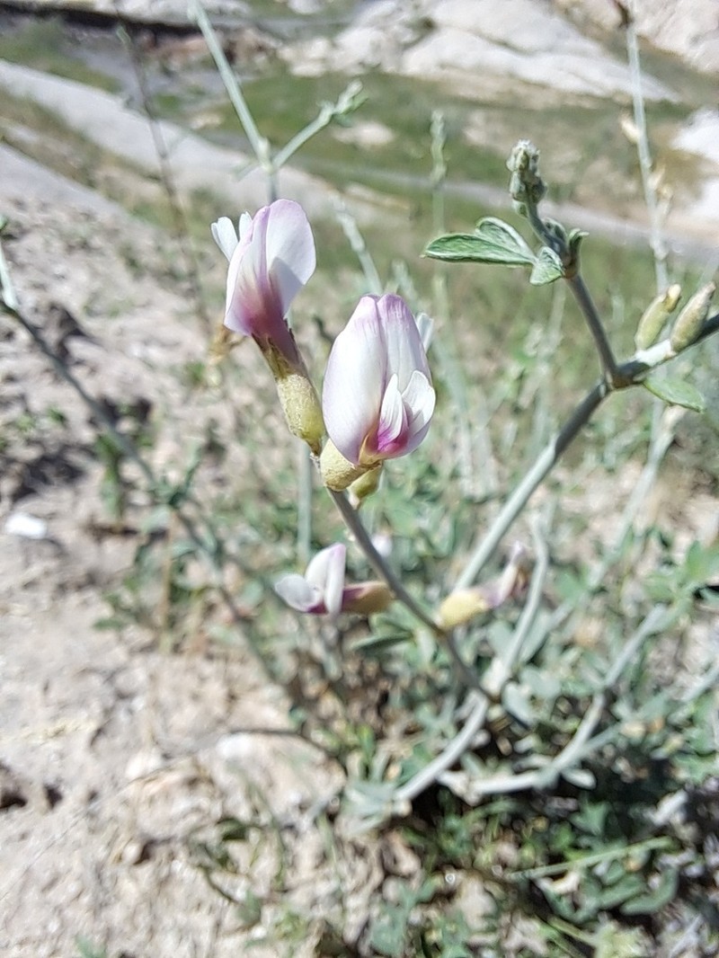 Astragalus bazarganii photo 3