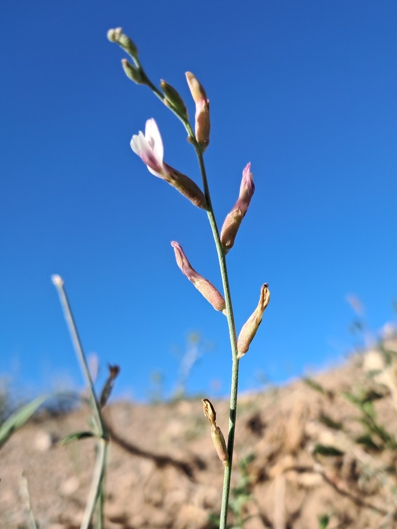 Astragalus bazarganii photo 4