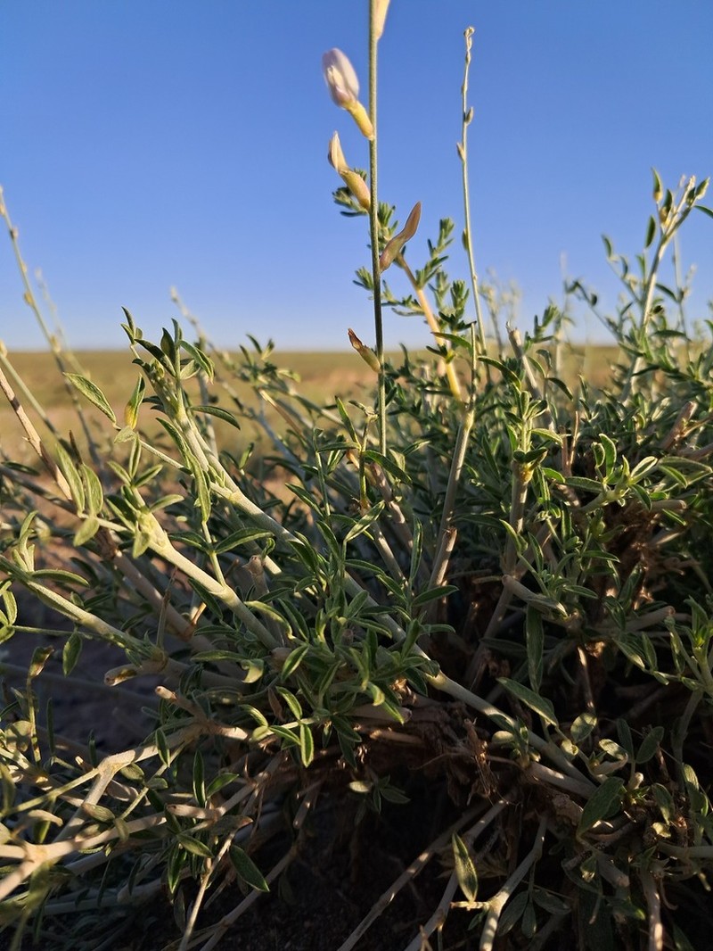 Astragalus bazarganii photo 5
