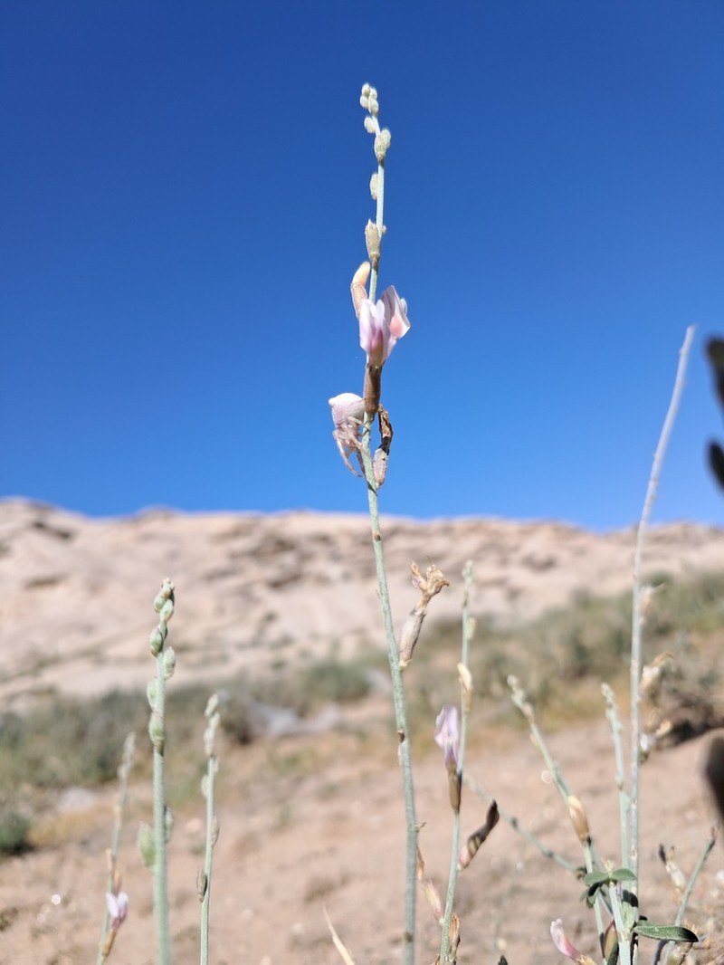 Astragalus bazarganii photo 6
