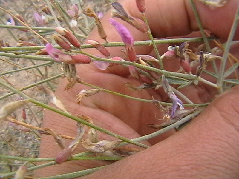 Astragalus bazarganii photo 7