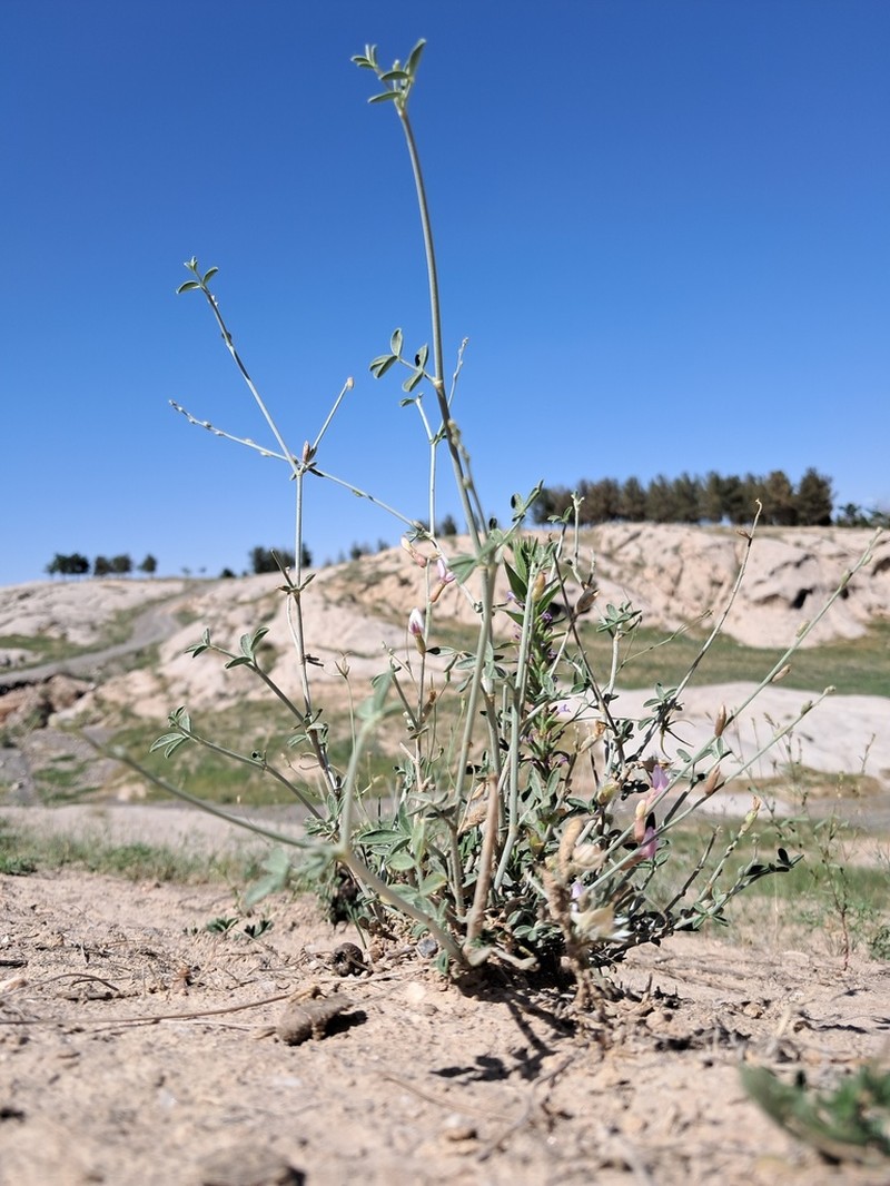Astragalus bazarganii photo 8