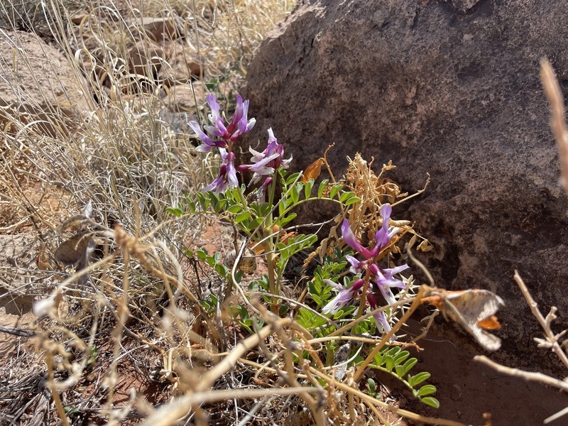 Beath's Milkvetch photo 3
