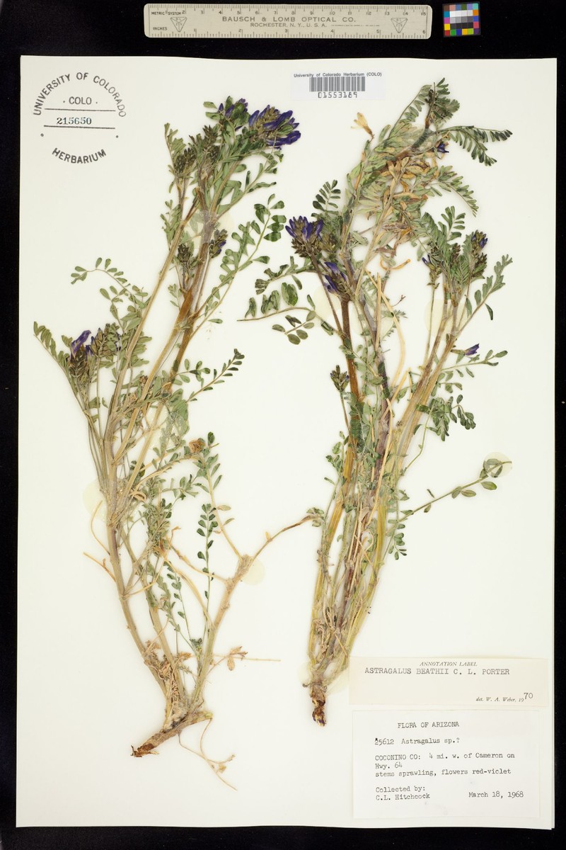 Beath's Milkvetch