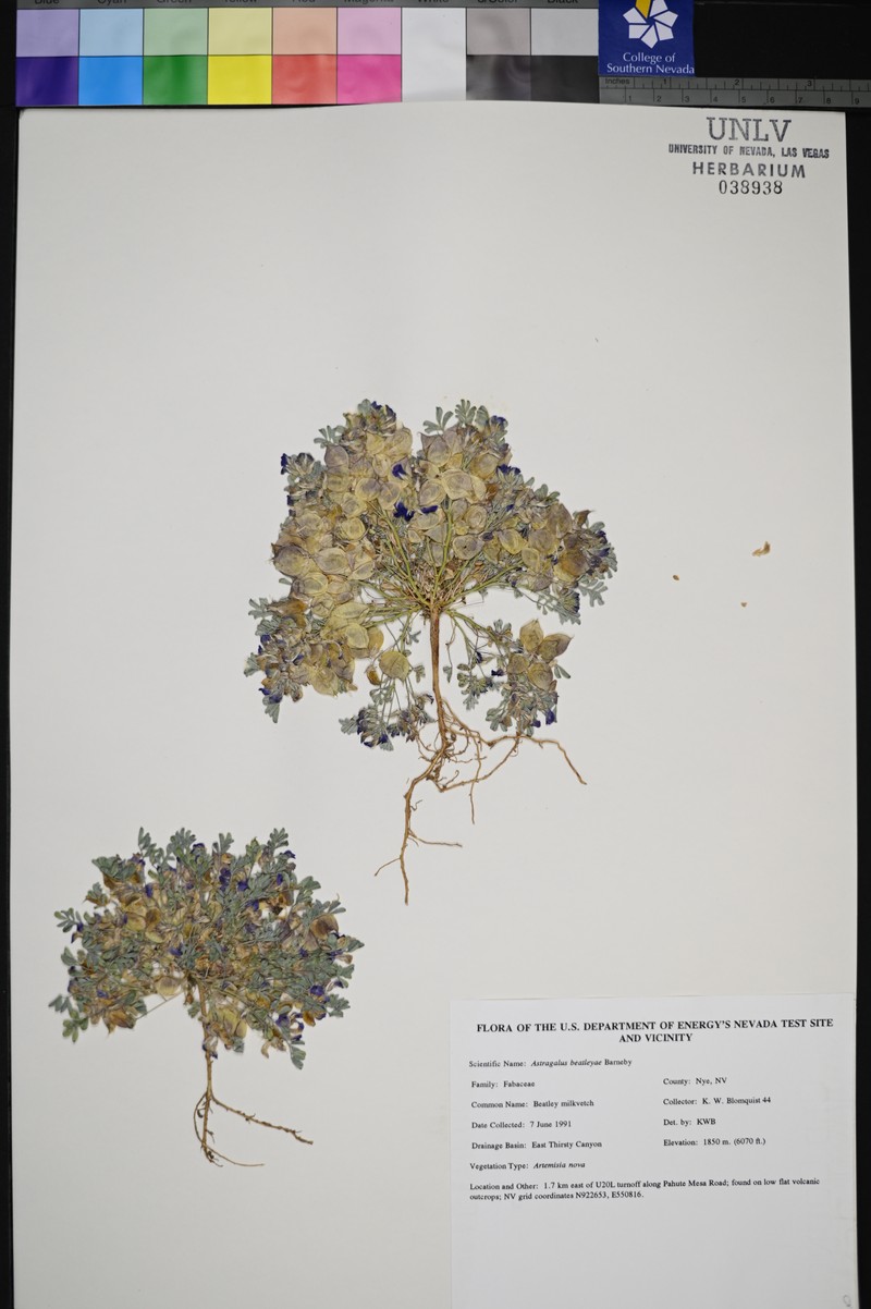 Beatley's Milkvetch photo 2