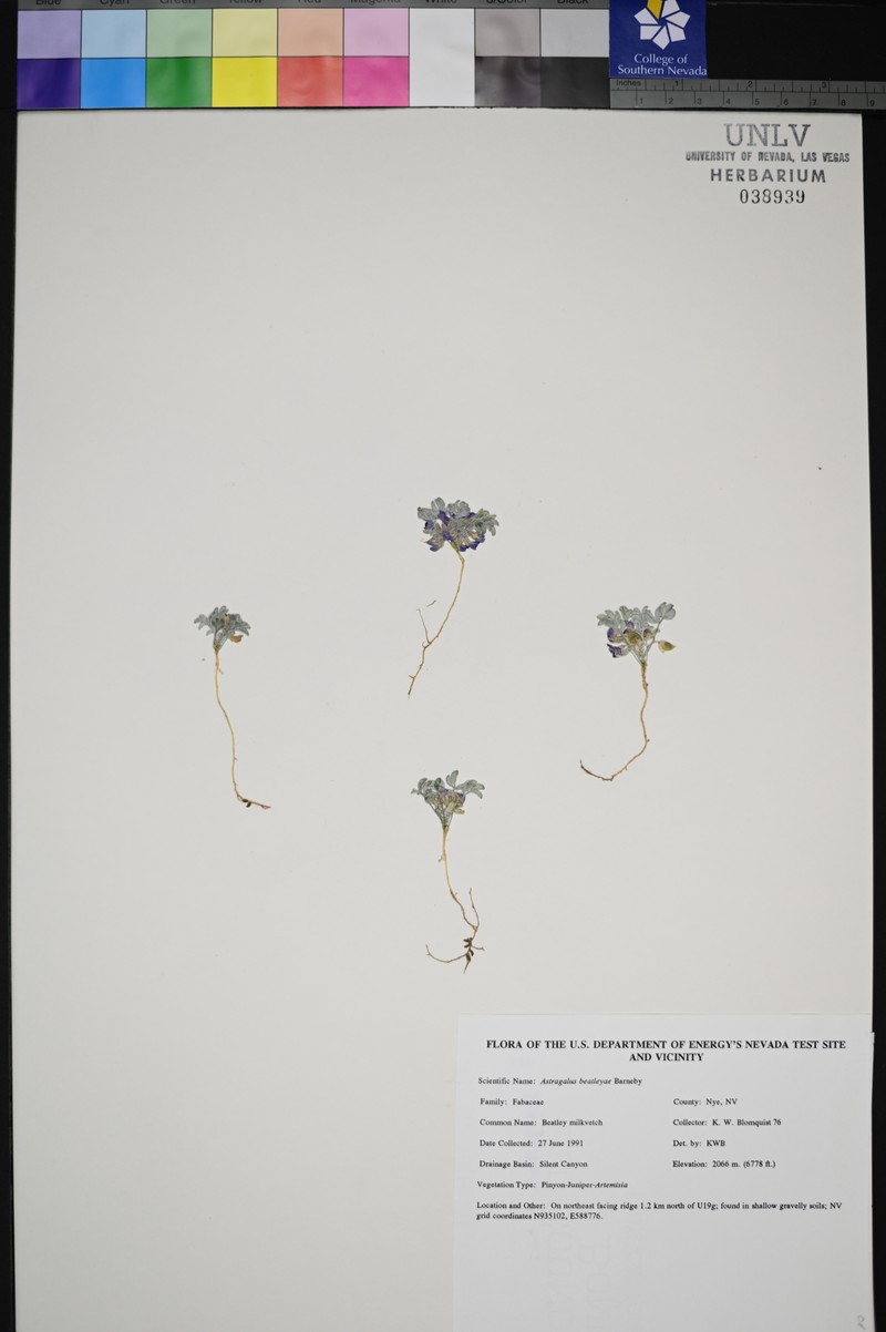 Beatley's Milkvetch photo 3
