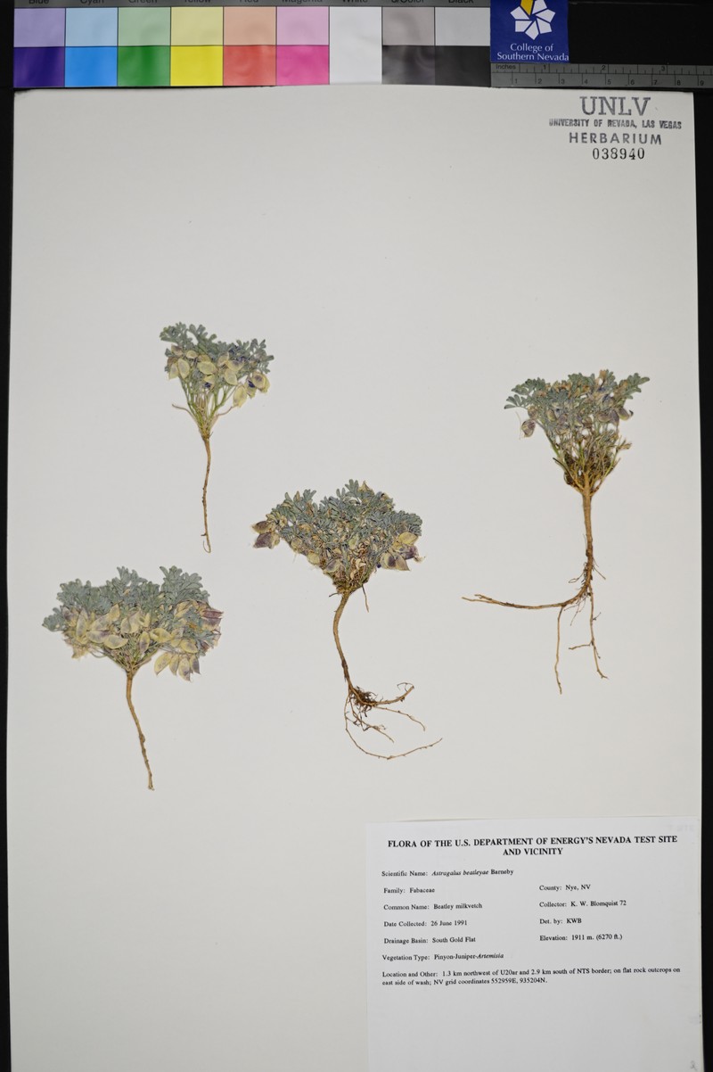 Beatley's Milkvetch photo 4