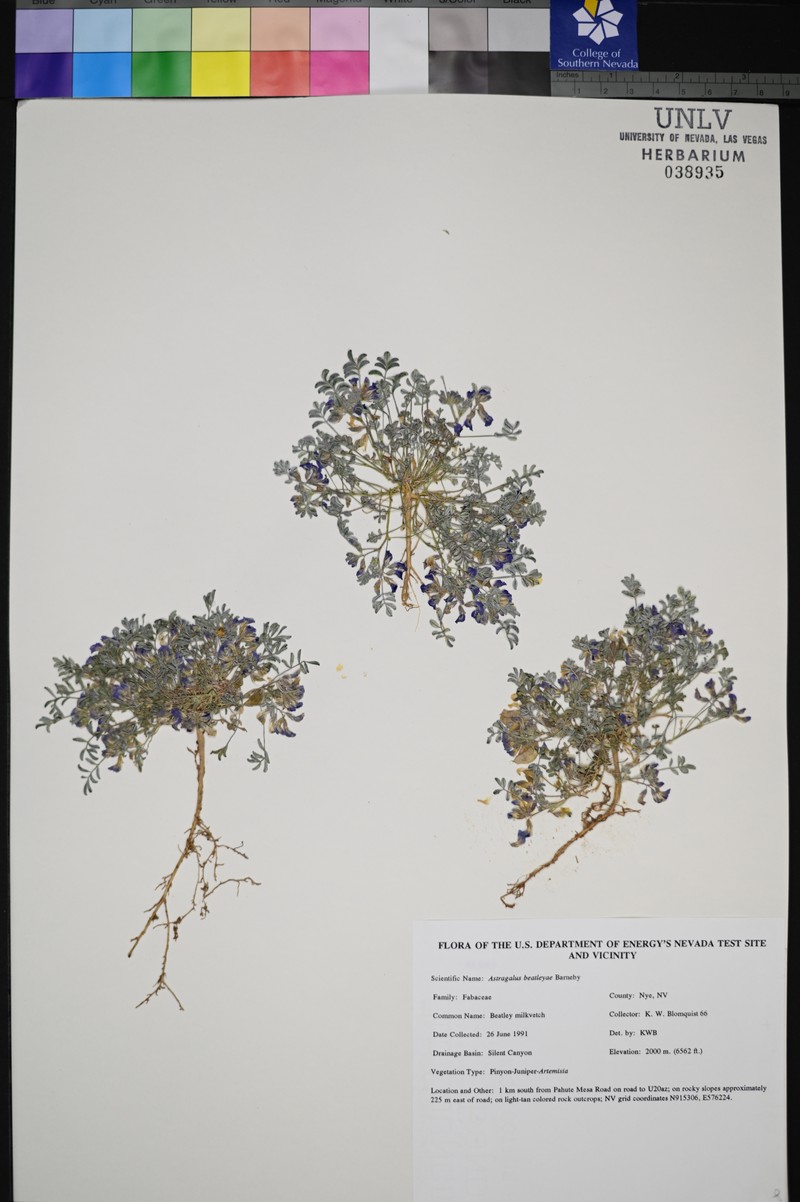 Beatley's Milkvetch photo 8