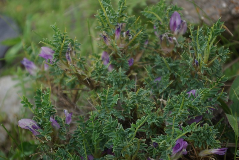 Astragalus beckerianus