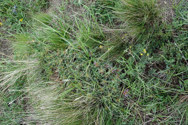Astragalus beckerianus photo 5
