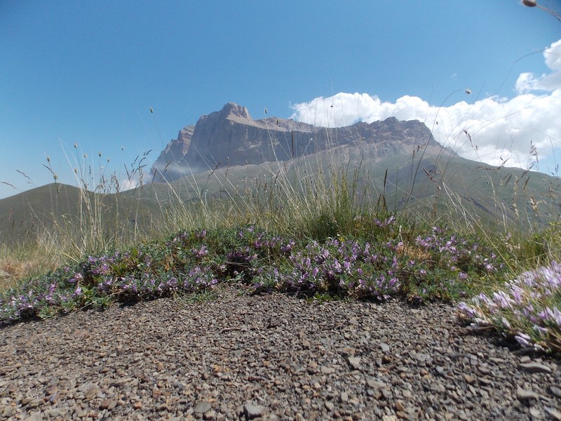 Astragalus beckerianus photo 6