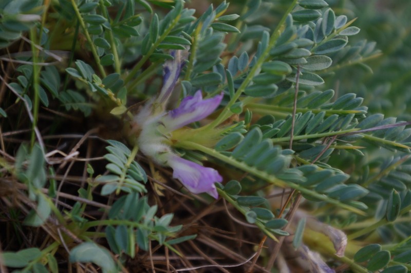Astragalus beckerianus photo 7