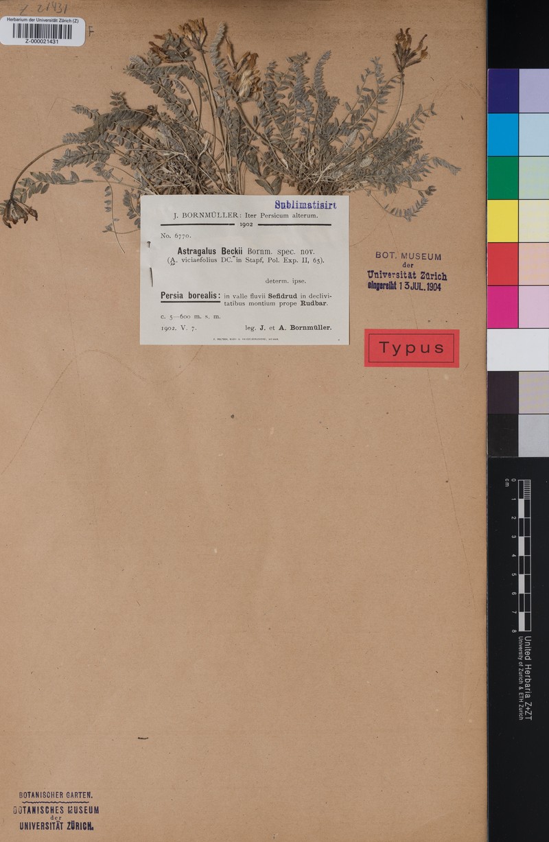 Astragalus beckii
