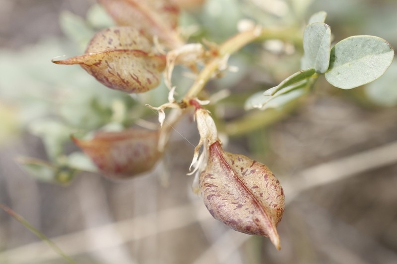 Beckwith's Milkvetch