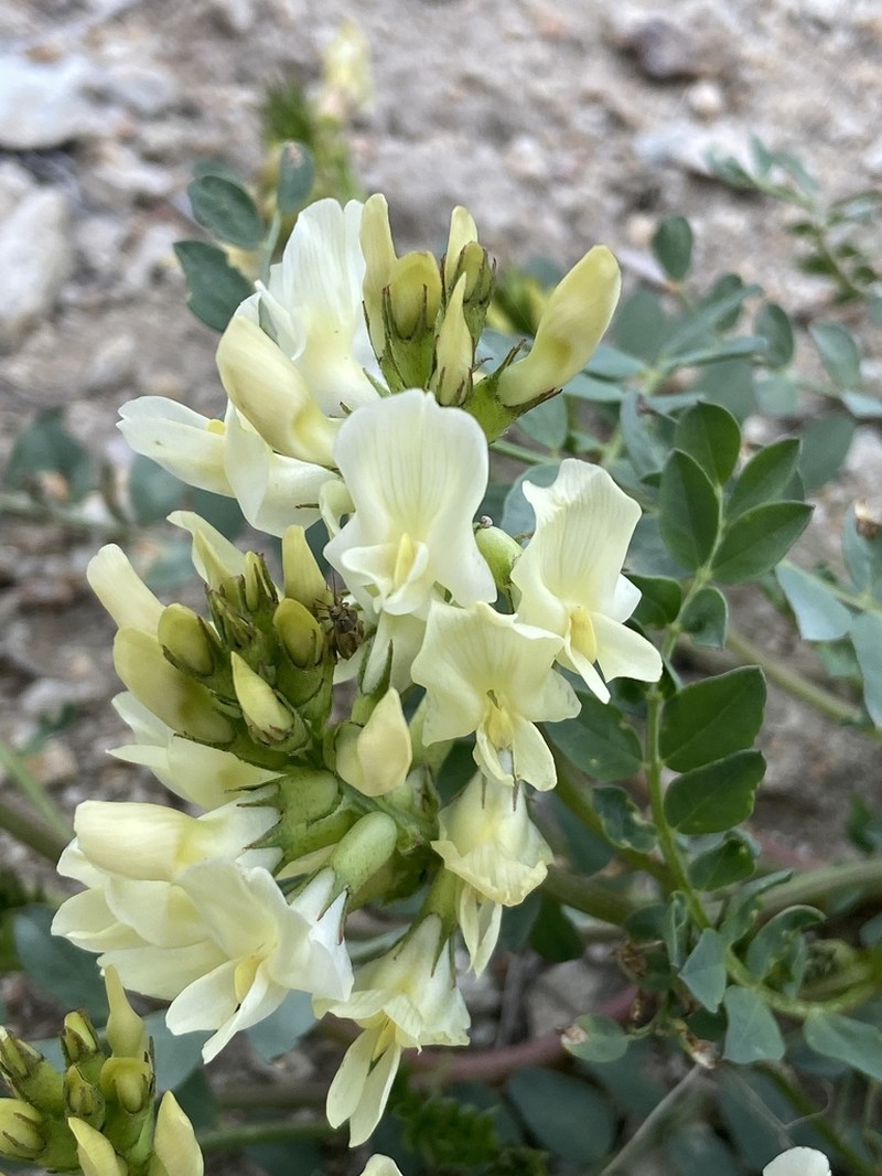 Beckwith's Milkvetch photo 2