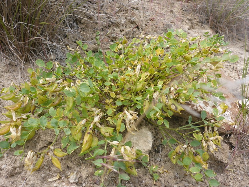Beckwith's Milkvetch photo 3