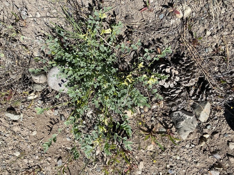 Beckwith's Milkvetch photo 4
