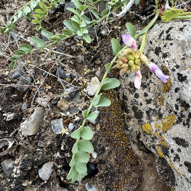 Beckwith's Milkvetch photo 5