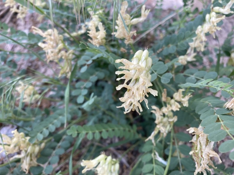Beckwith's Milkvetch photo 6