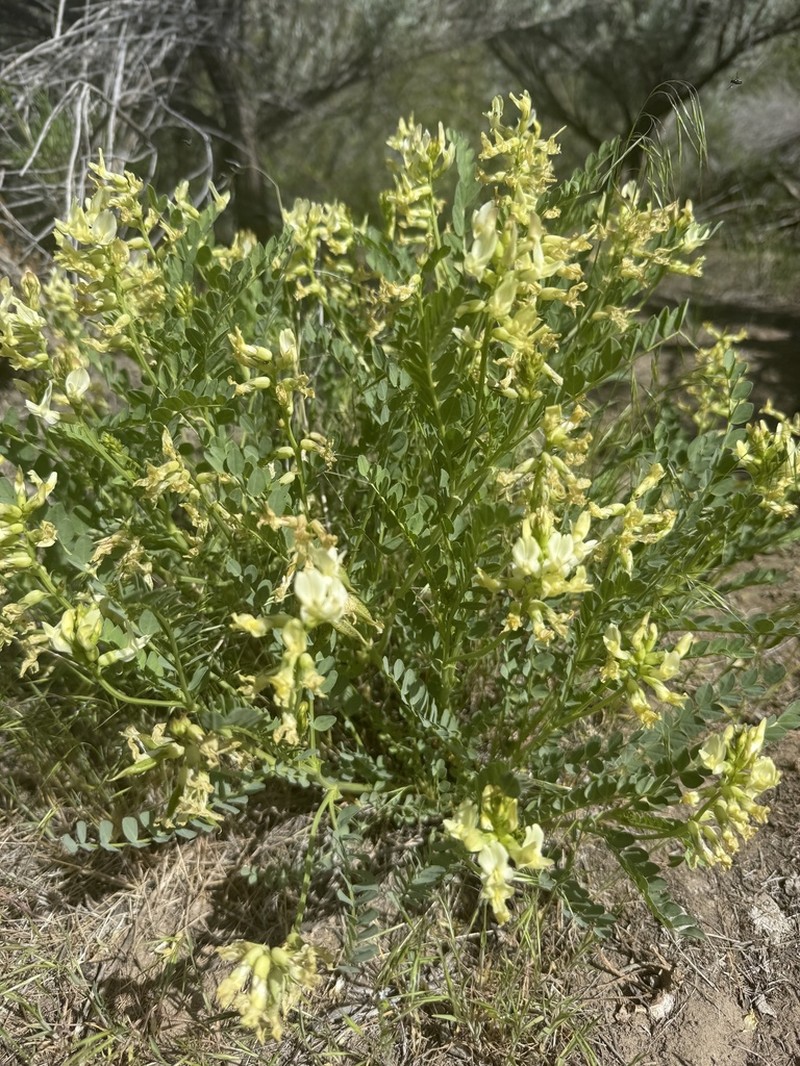 Beckwith's Milkvetch photo 7