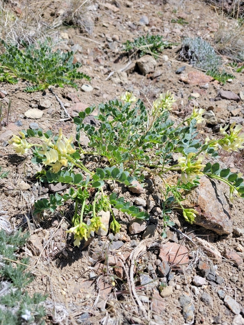 Beckwith's Milkvetch photo 8