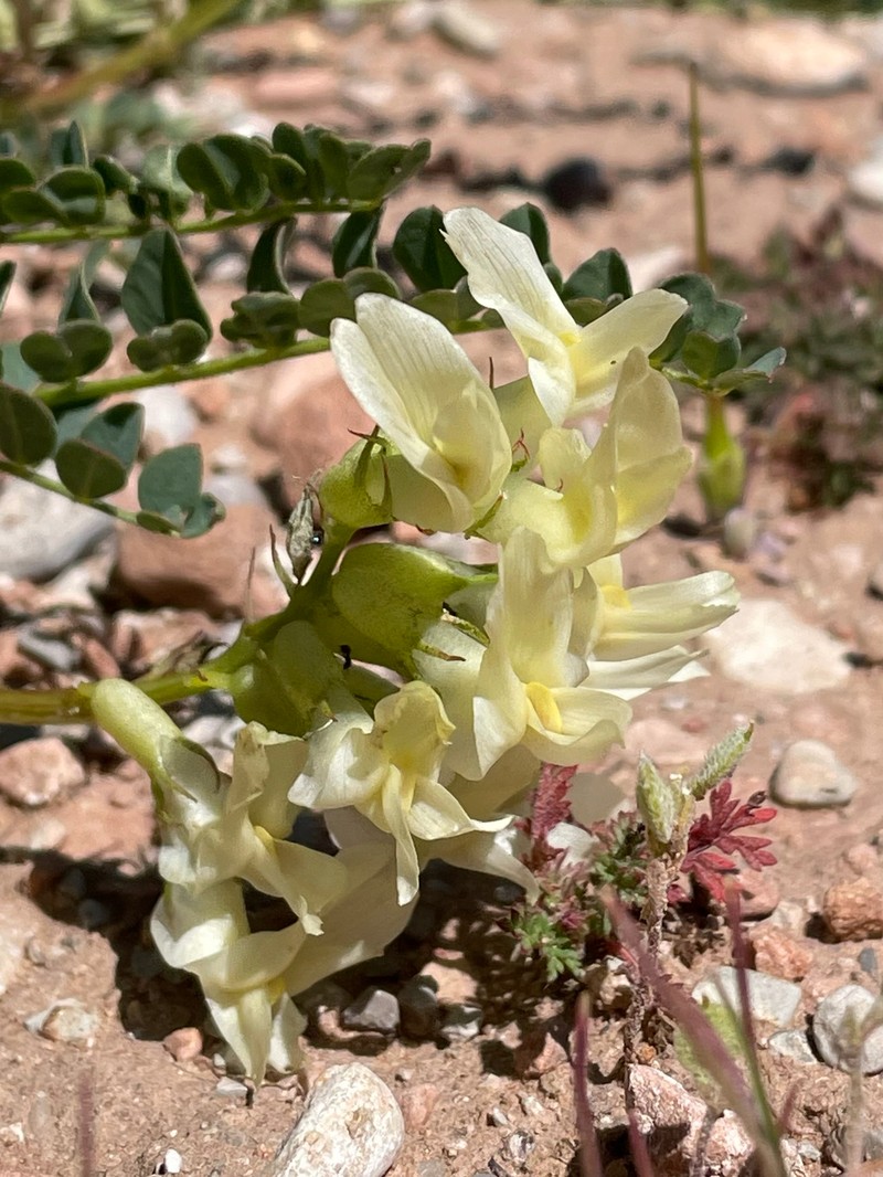Astragalus beckwithii var. beckwithii