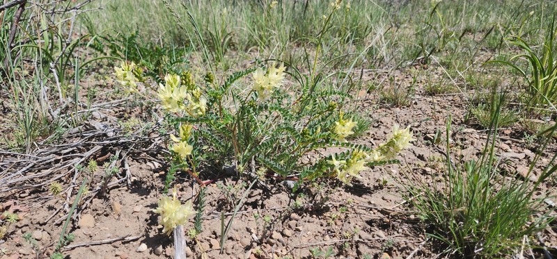 Astragalus beckwithii var. beckwithii photo 2