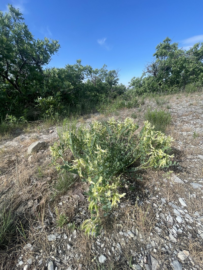 Astragalus beckwithii var. beckwithii photo 3