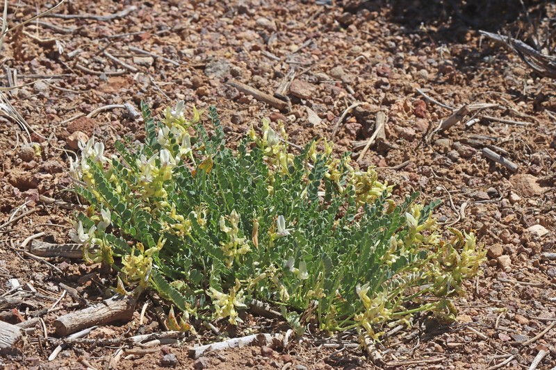Astragalus beckwithii var. beckwithii photo 4