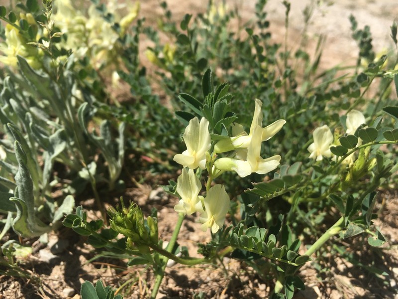 Astragalus beckwithii var. beckwithii photo 5