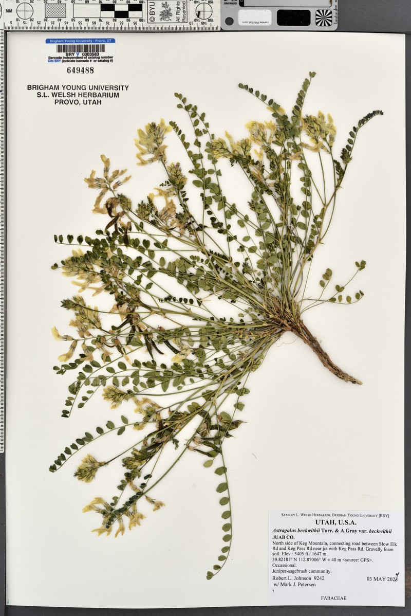 Astragalus beckwithii var. beckwithii photo 6