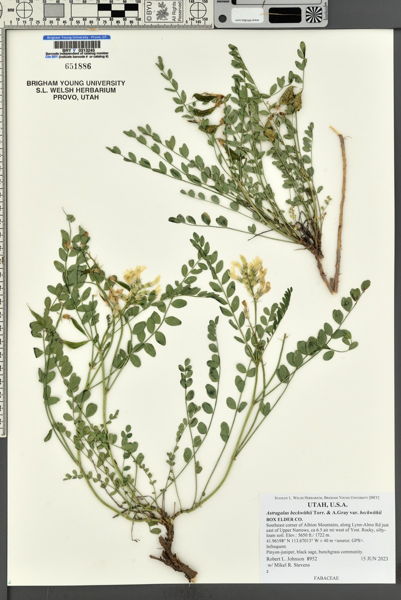 Astragalus beckwithii var. beckwithii photo 7