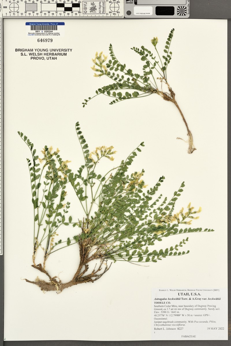 Astragalus beckwithii var. beckwithii photo 8