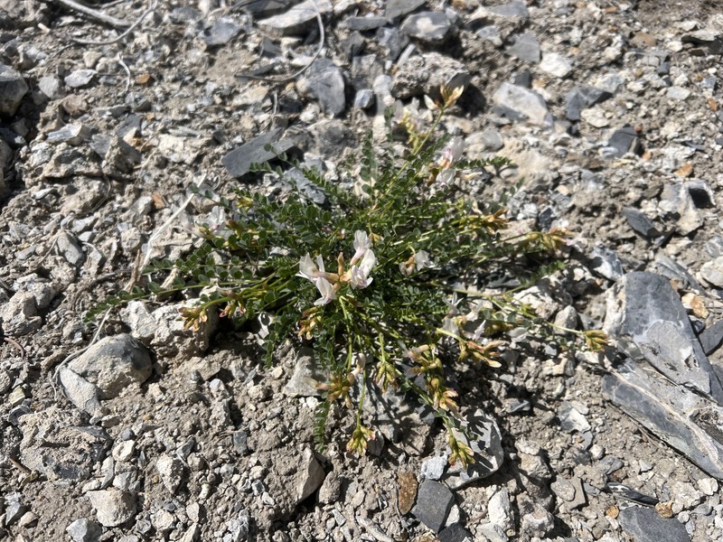 Astragalus beckwithii var. purpureus