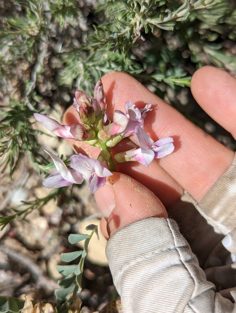 Astragalus beckwithii var. purpureus photo 2