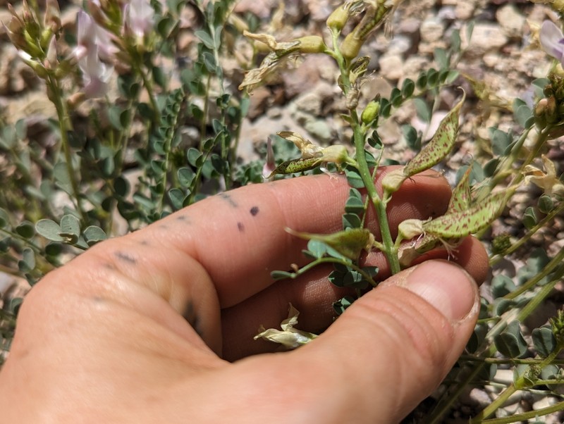 Astragalus beckwithii var. purpureus photo 3