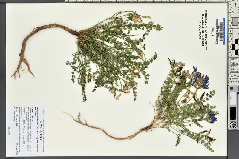 Astragalus beckwithii var. purpureus photo 4