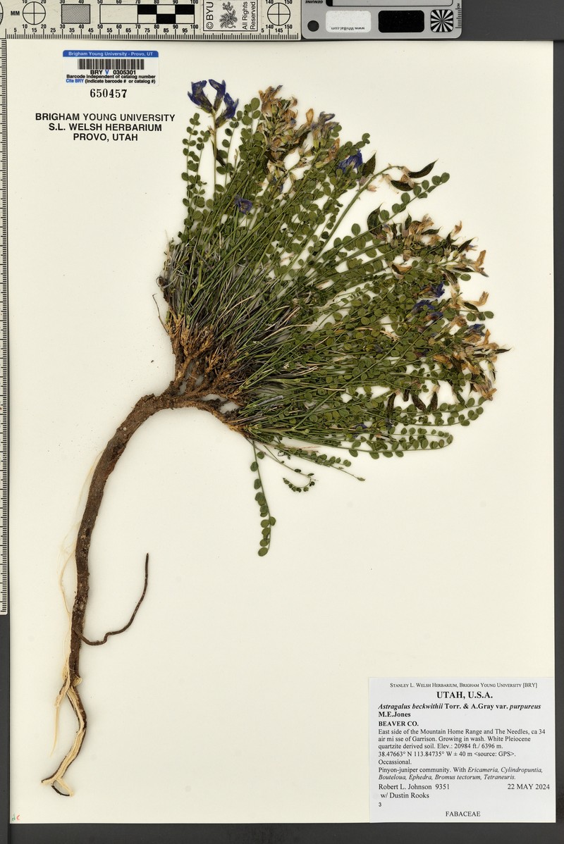 Astragalus beckwithii var. purpureus photo 5