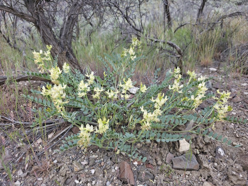 Astragalus beckwithii var. sulcatus