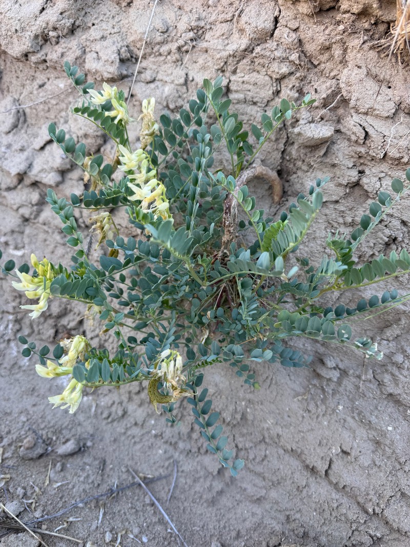 Astragalus beckwithii var. sulcatus photo 2